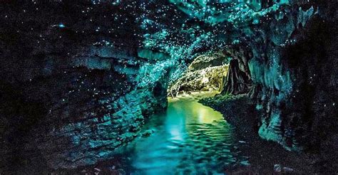 Inside Waitomo Caves New Zealand Glowworm Caves Glowworm Caves New