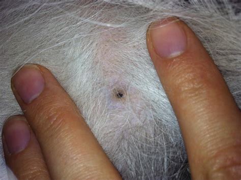 Im Getting Mysterious Bug Bites While I Sleep Could My Dog Have Fleas