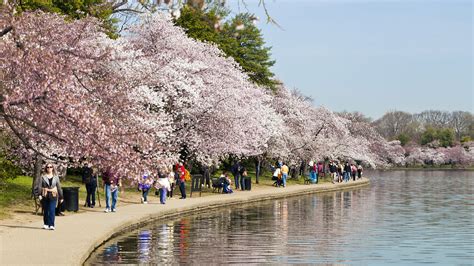 Cherry Blossom Festival In Washington Dc Usa Consumer Energy Alliance