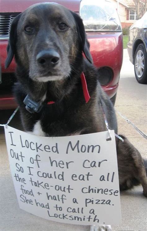 The 27 Naughtiest Dogs In The World Hilarious Dog Shaming Gallery