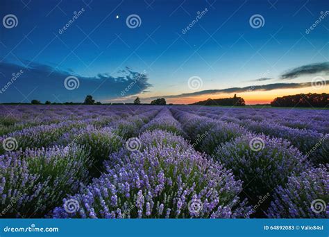 Beautiful Landscape Of Lavender Fields At Sunset With Dramatic S Stock