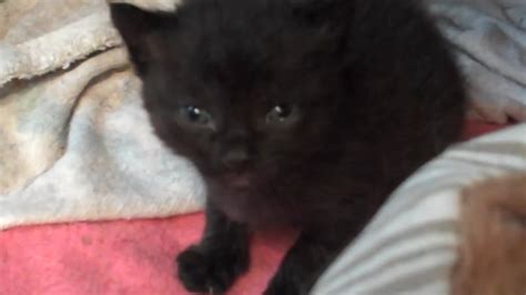 Newborn Black Kitten Close Up Youtube