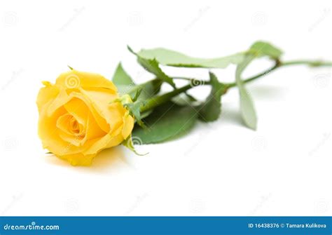 Single Yellow Rose Royalty Free Stock Image Image 16438376