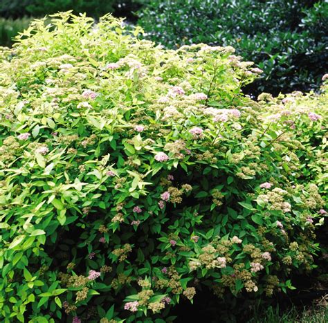 Gold mound spirea (spiraea japonica) gets its name from its leaf color and the shrub's overall shape. Goldmound Spirea | Goldmound spirea, Colorful shrubs, Spirea