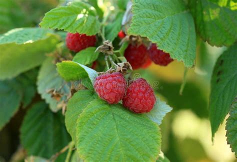 Raspberry Bush In Garden Nature Fruit Stock Photo Image Of Farming