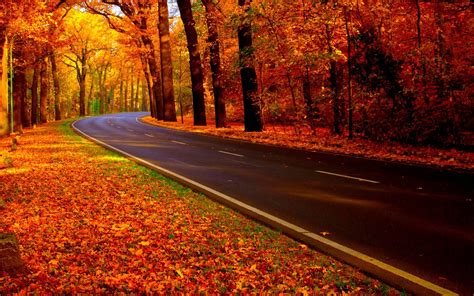 Road Fall Foliage Wallpaper