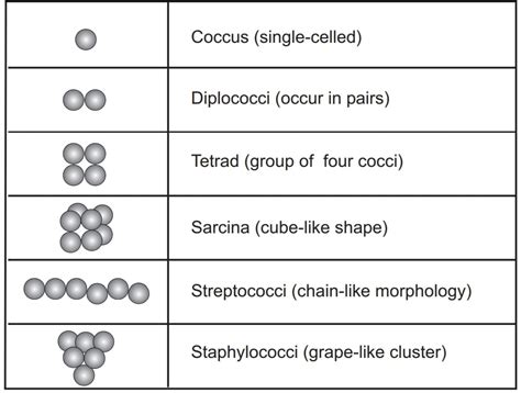 Types Of Cocci Bacteria
