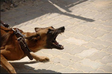 فيديو طفل أردني ينجو بأعجوبة من هجوم كلاب ضالة صحيفة الخليج