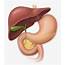 Bile Duct Cancer Symptoms And Treatment