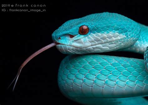 Wallpaper Blue Pit Viper Snake Best Dark Wallpapers