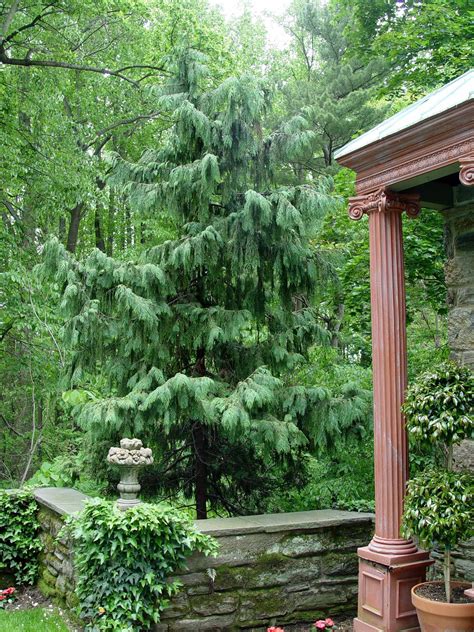 There is an upright species and one that has a weeping form. Weeping Alaska Cedar - love using this tree! #Karen ...