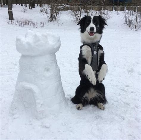 15 Things All Border Collie Owners Must Never Forget Page 2 The