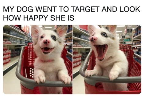 33 Memes Perfectly Summed Up Living With Pets Barnorama