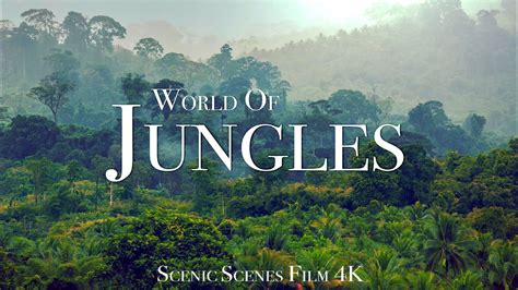 Jungles In 4k Amazing Jungle Scenes Around The World Rainforest