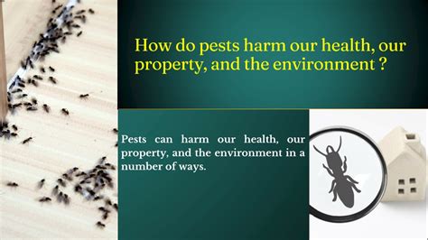 Ppt How Do Pests Harm Our Health Our Property And The Environment