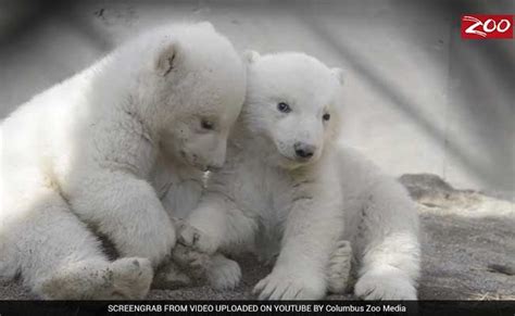 Watch Unbearably Adorable Twin Polar Bear Cubs Are