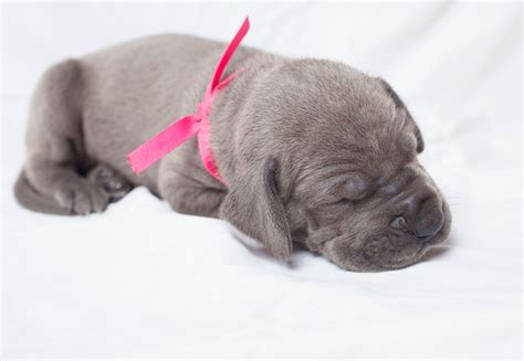 See The Cutest Photos Of Puppies Sleeping Readers Digest