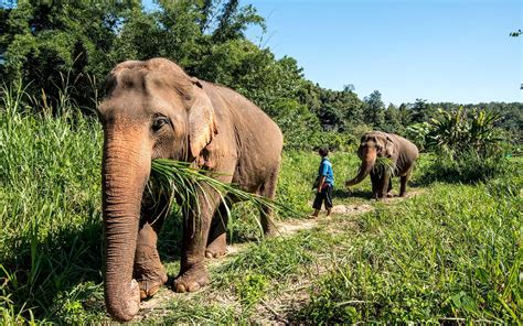5 Elephant Sanctuaries To Visit In Chiang Mai
