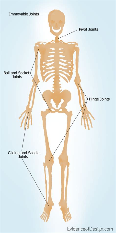 Besides, the bones in human body are classified into various categories. Hanging Around the Joint