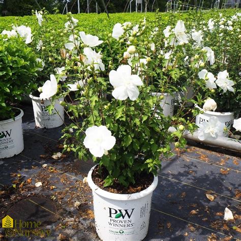 Hibiscus Syriacus White Chiffon® Rose Of Sharon From Home Nursery