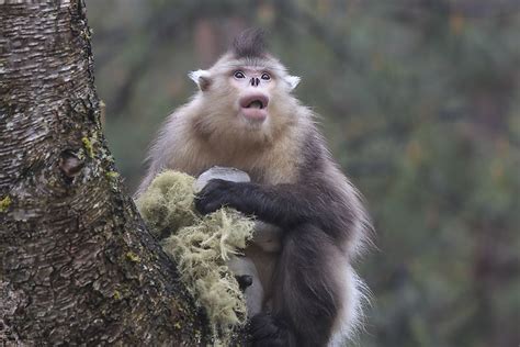 Tonkin Snub Nosed Monkey Animals Of The World Worldatlas