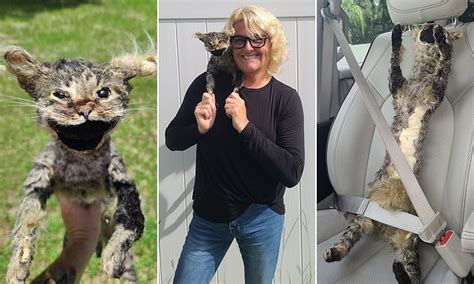 Art Teacher Accidentally Creates Frankenstein S Cat After Trying