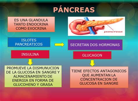 Fisiologia Hormonas Suprarrenales Tiroides Pancreas