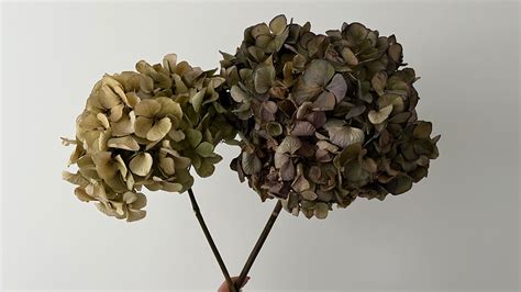 How To Dry Hydrangeas 3 Ways To Preserve Their Colorful Blooms Real
