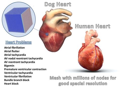 Ppt Dog Heart Powerpoint Presentation Free Download Id6959910