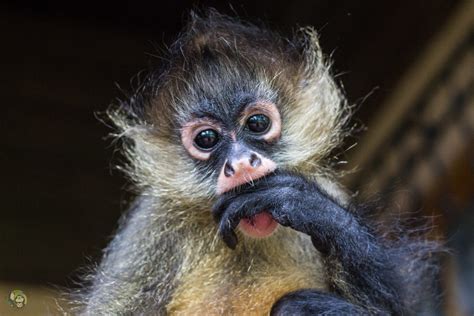 The Majestic Spider Monkey 9 Facts You Didnt Know Things Guyana