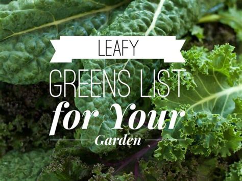 Leafy Greens List To Grow In Garden Gardening Channel