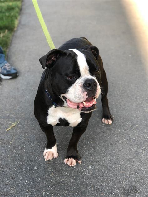 Dog of the Day: Moose the Olde English Bulldogge | The Dogs of San ...