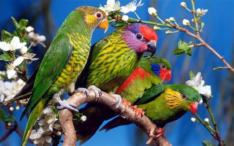 Four Green Birds Parrot Birds Animals Branch Hd Wallpaper