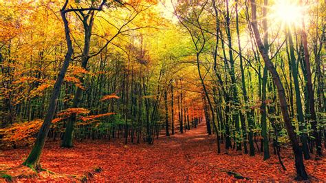 Download Wallpaper 1920x1080 Forest Trail Autumn Trees