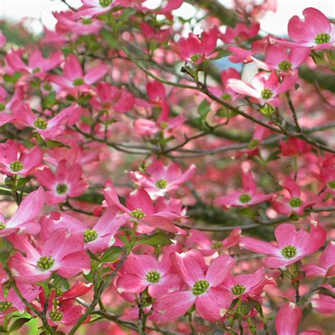 Dogwood trees are noted for their prolific spring flower displays and ornamental form, making them ideal candidates to use as a focal point in the landscape. Pink Flowering Dogwood