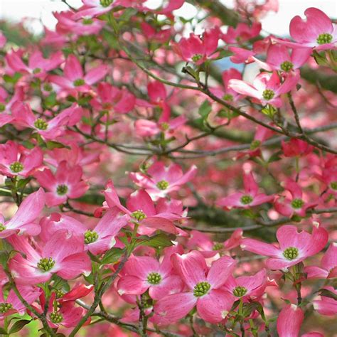 In spring, you'll watch this tree blanket itself in pure. Pink Flowering Dogwood