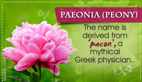 Enchanting And Exotic Flower Names With Unique Meanings