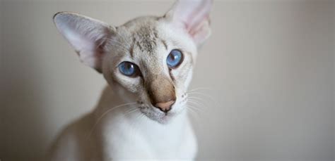 Javanese Cat Breed Information Characteristics And Facts