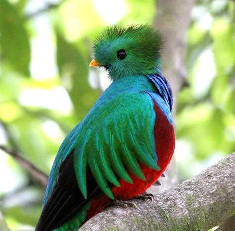 Aves Extraordinarias De México Aves Exóticas El Quetzal Aves