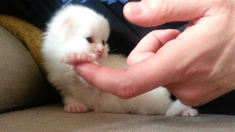 Newborn Persian Kitten First Steps Lucy Youtube