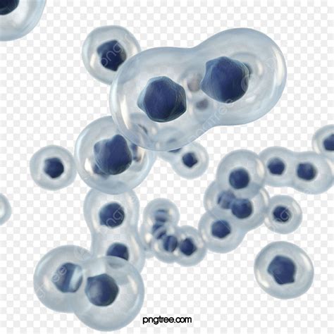 Cell 3d Png Cell Division 3d Element Cells Division Nuclei Png