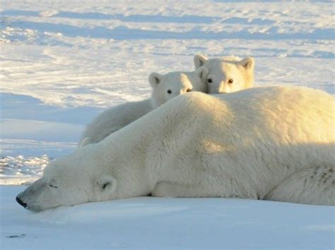 Climate Alarmists Predict Polar Bear Extinction By End Of