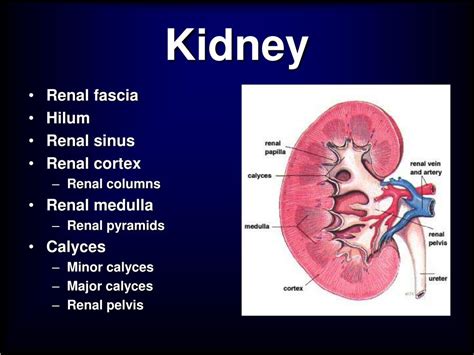 Kidney And Renal Pelvis Anatomy