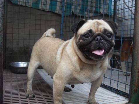 Most people don't realize that wood flooring is a commodity so its price is constantly changing. Proven Female Breeder Pug FOR SALE ADOPTION from Pampanga ...