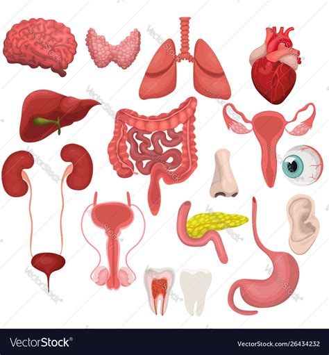 A Set Human Organs Image Isolated On White Vector Image