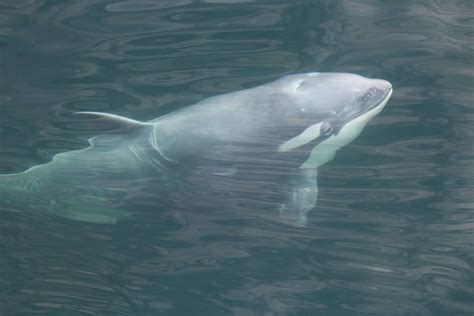 Rare White Orca Calf Spotted Off Washington Coast Delighting Whale