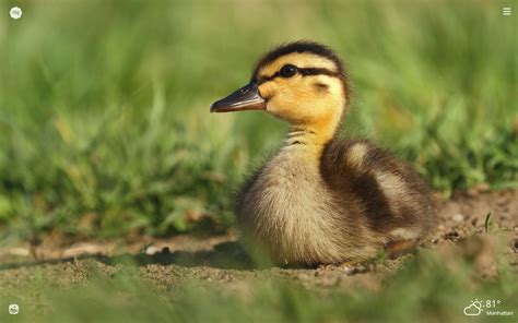 My Baby Ducks Hd Wallpapers New Tab Theme Mystart