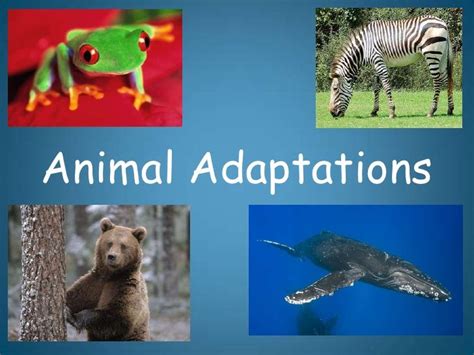 Animal Adaptations Introduction Animal Adaptations Animal