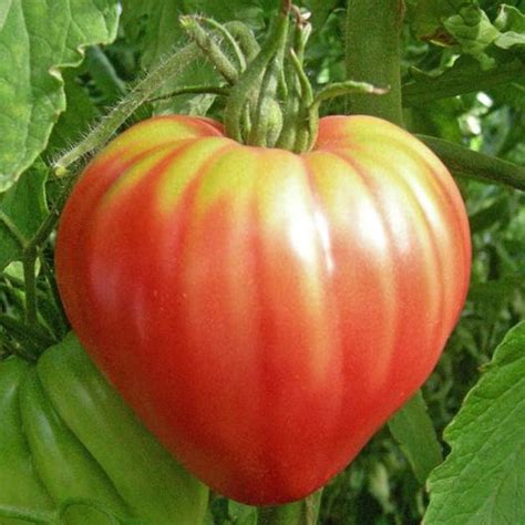 Usa Seller Giant Oxheart Tomato 25 Seeds Heirloom Etsy