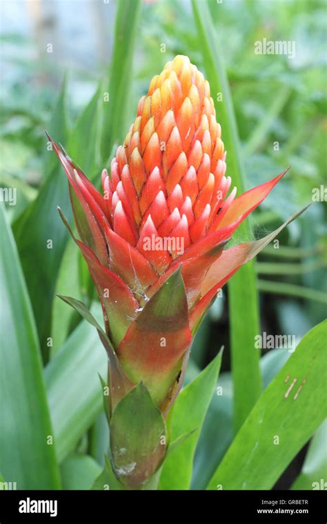 Red Pineapple Flower Red Bromeliad Or Billbergia Pyramidalis Stock